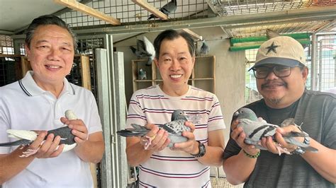 pigeon racing philippines|PHILIPPINES PIGEON RACING .